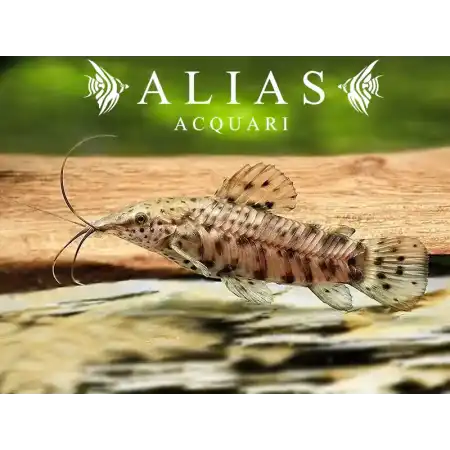 Hoplosternum thoracatum