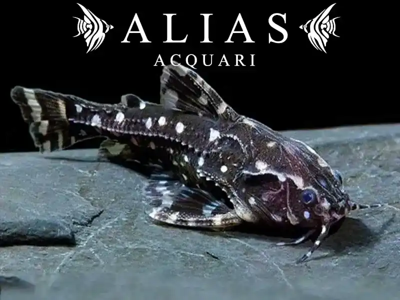 Agamyxis Albomaculatus