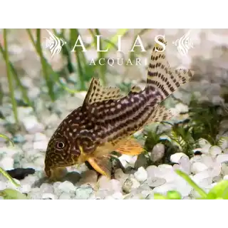 Corydoras Sterbai