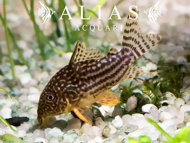 Corydoras Sterbai