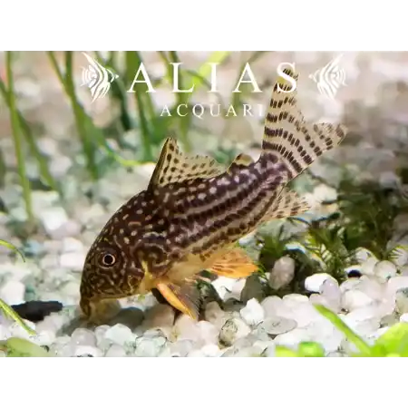 Corydoras Sterbai