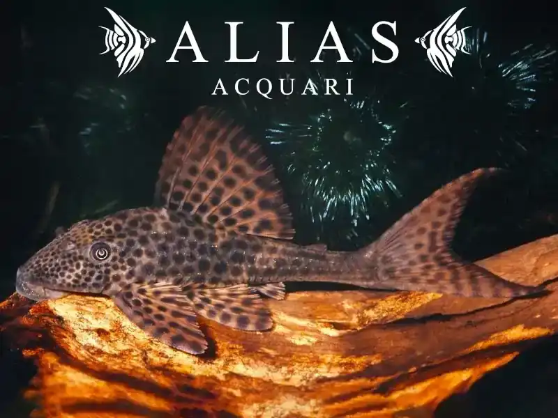 Hypostomus plecostomus