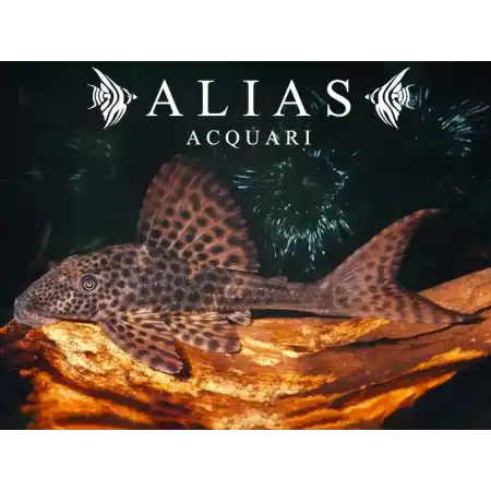 Hypostomus plecostomus