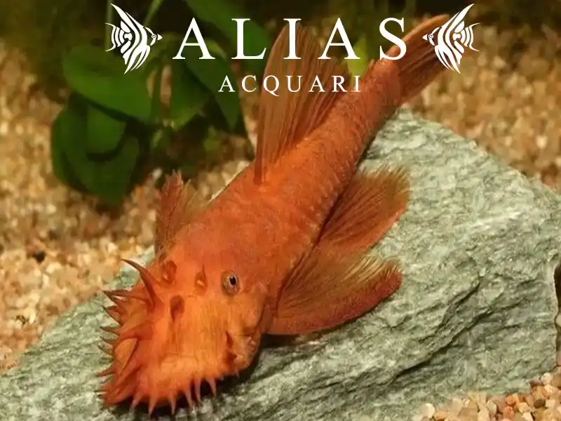 Ancistrus sp. super red