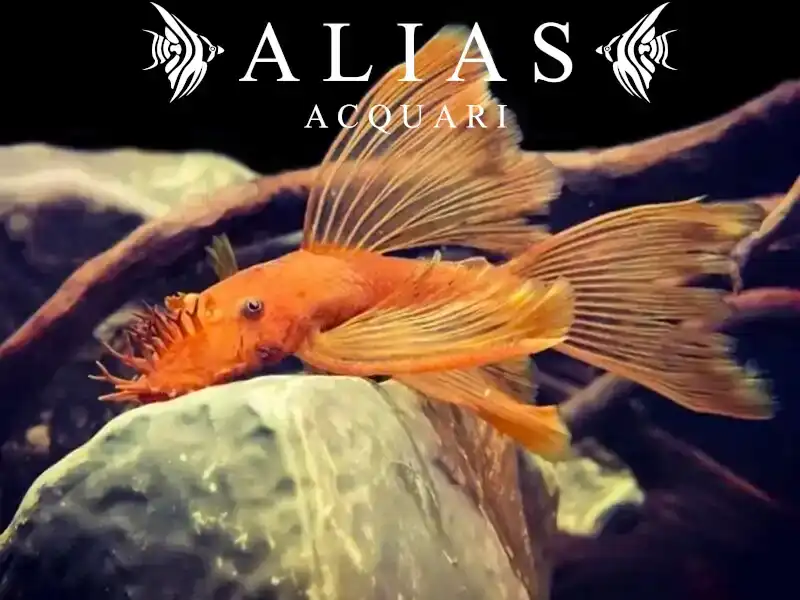 Ancistrus sp. super red long fin