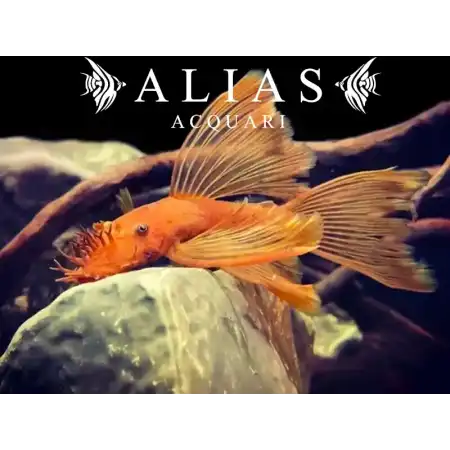 Ancistrus sp. super red long fin