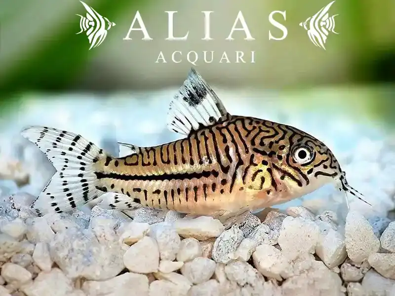 Corydoras Trilineatus