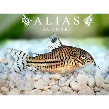 Corydoras Trilineatus