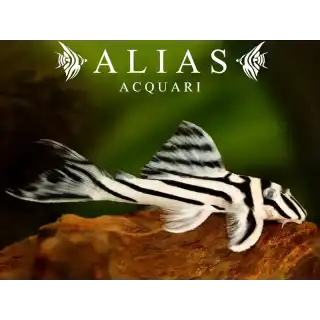 L046 Hypancistrus Zebra