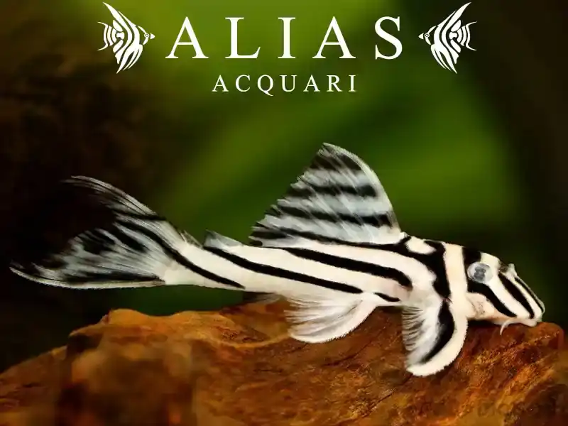 L046 Hypancistrus Zebra