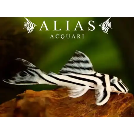 L046 Hypancistrus Zebra