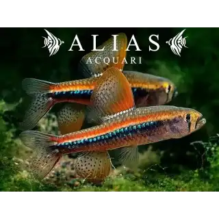 Poecilocharax weitzmani