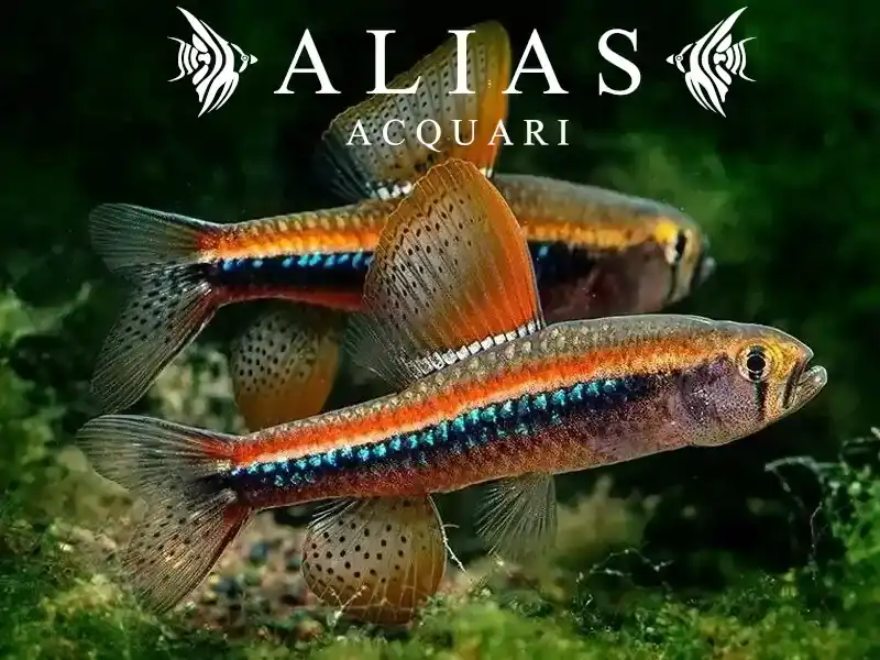 Poecilocharax weitzmani