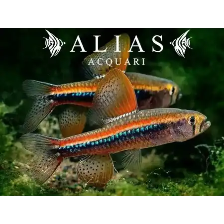 Poecilocharax weitzmani