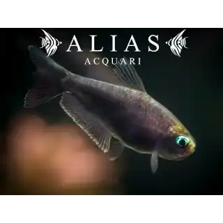 Nematobrycon palmeri black