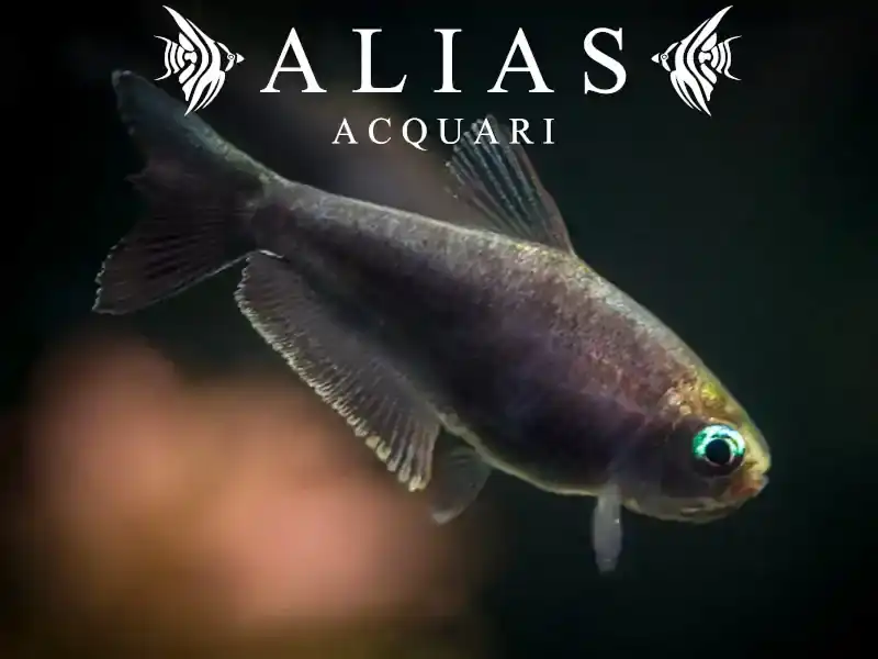 Nematobrycon palmeri black