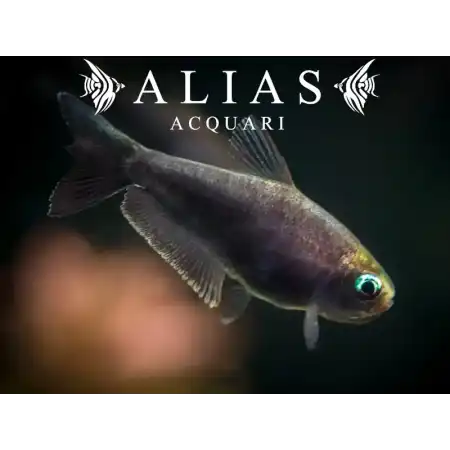 Nematobrycon palmeri black