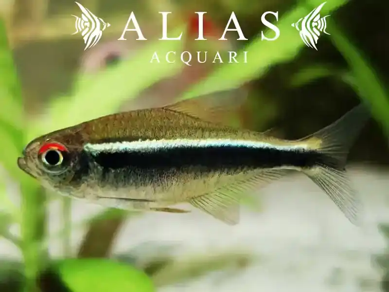 Hyphessobrycon Herbertaxelrodi