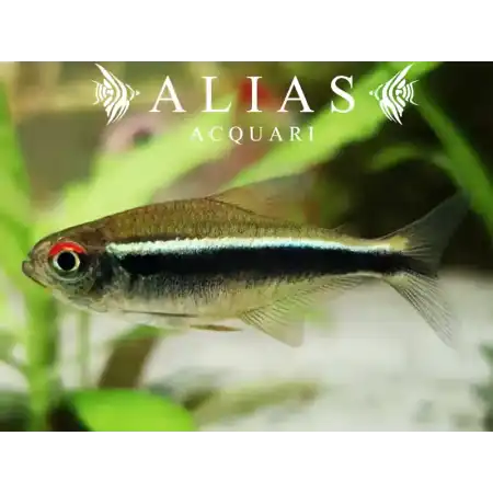 Hyphessobrycon Herbertaxelrodi