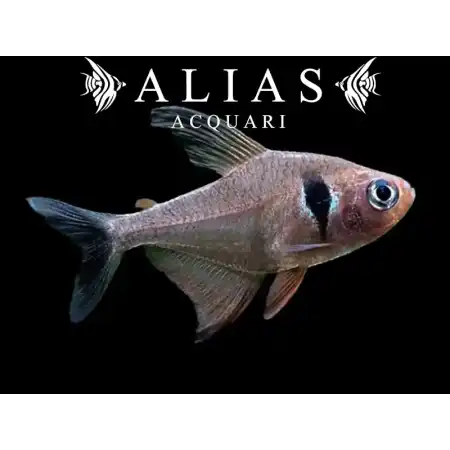 Megalamphodus Megalopterus