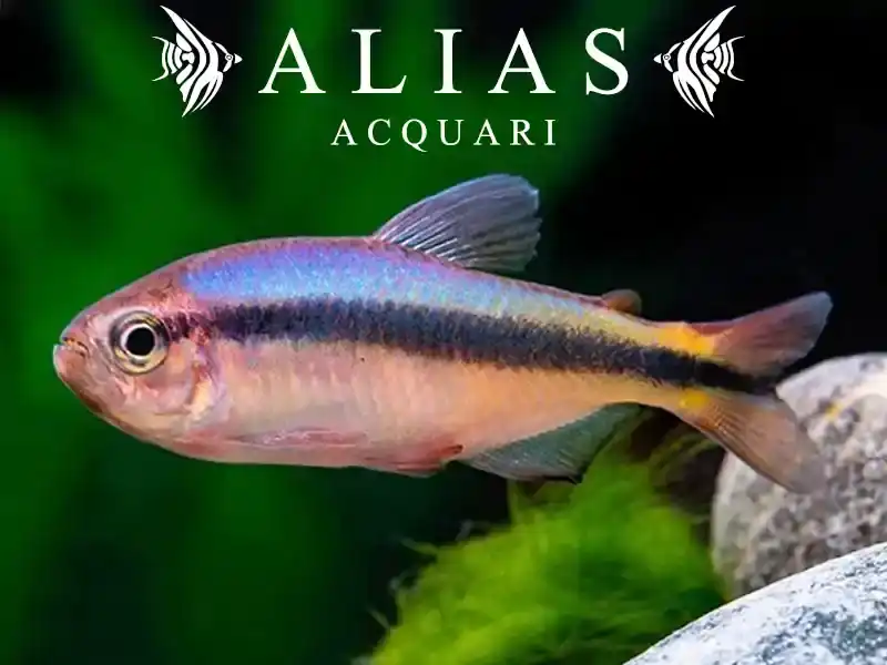 Hyphessobrycon melanostichos