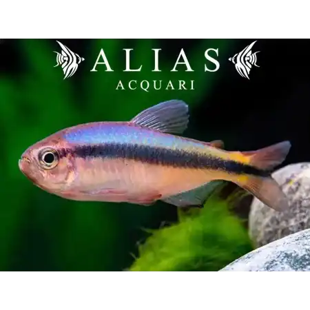 Hyphessobrycon melanostichos