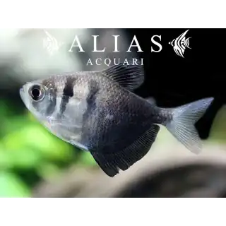 Gymnocorymbus Ternetzi