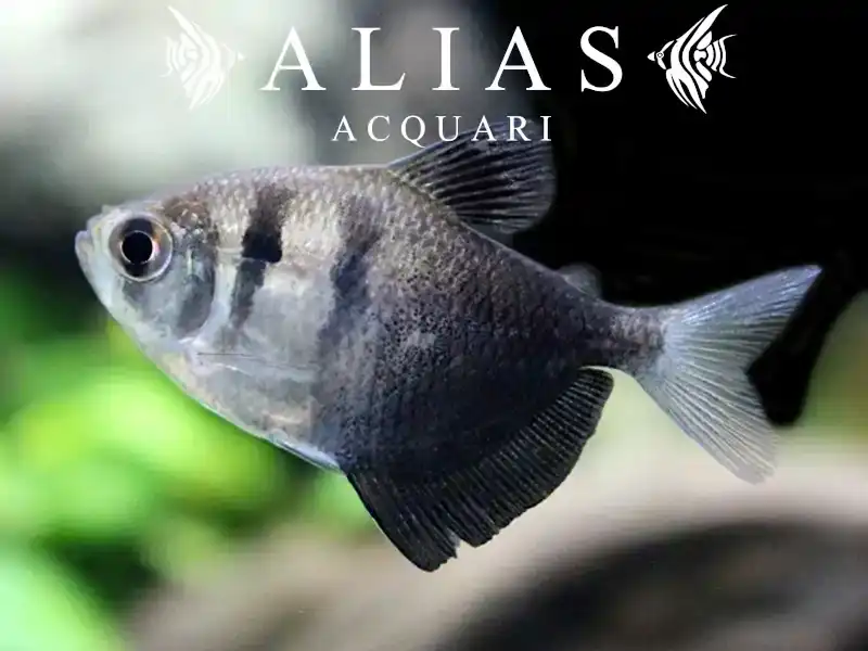 Gymnocorymbus Ternetzi