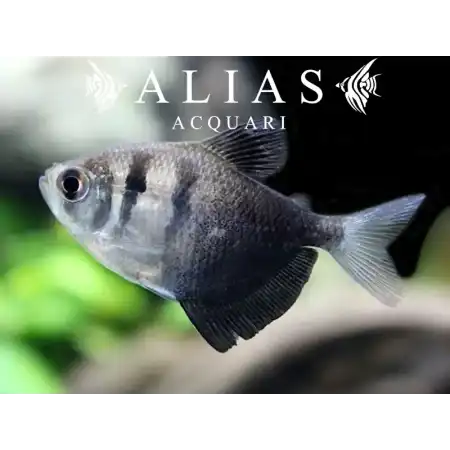 Gymnocorymbus Ternetzi