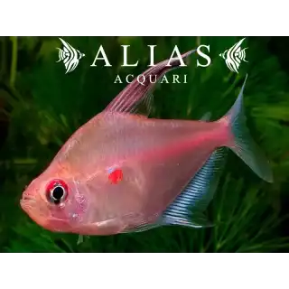 Hyphessobrycon Erythrostigma