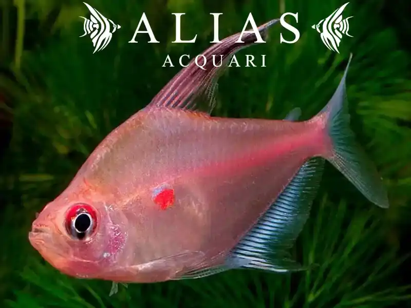 Hyphessobrycon Erythrostigma