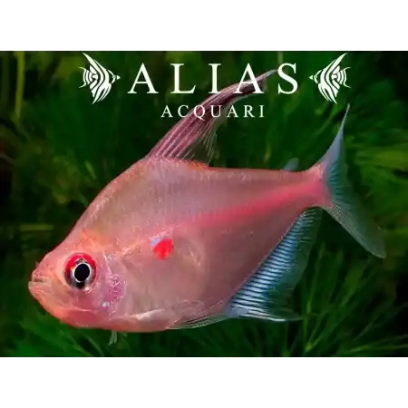 Hyphessobrycon Erythrostigma