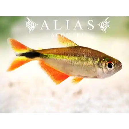 Hemigrammus Caudovittatus