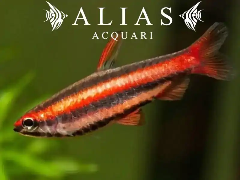 Nannostomus mortenthaleri