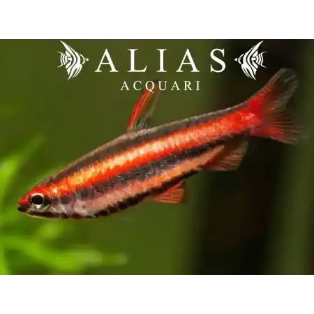 Nannostomus mortenthaleri