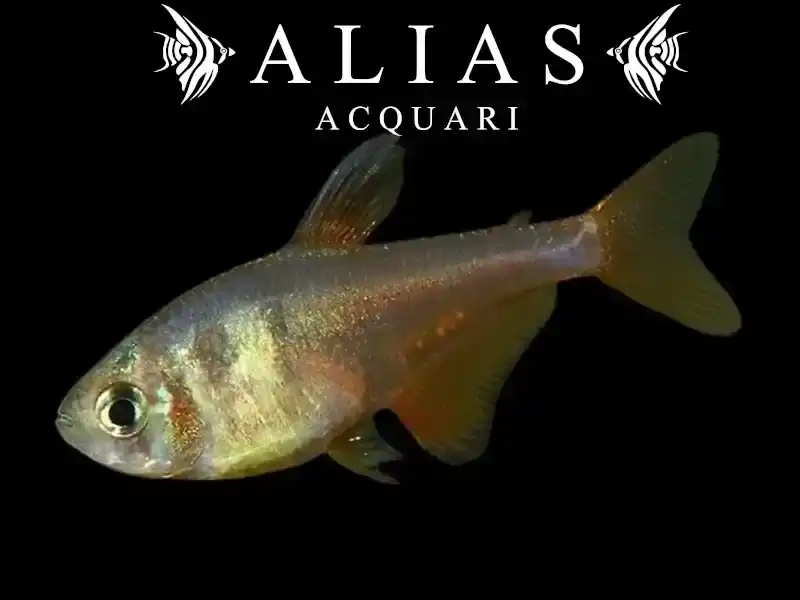 Hyphessobrycon flammeus diamant