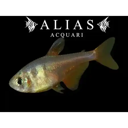 Hyphessobrycon flammeus diamant