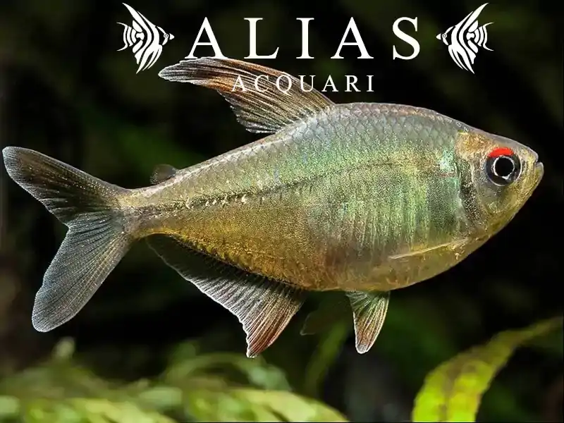 Paracheirodon Innesi diamant