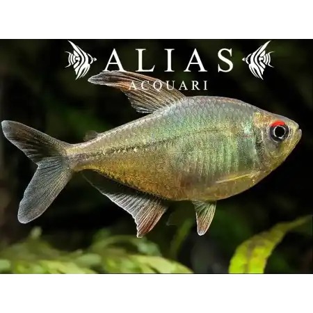 Paracheirodon Innesi diamant