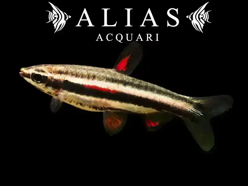 Nannostomus Marginatus