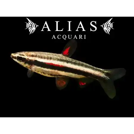 Nannostomus Marginatus