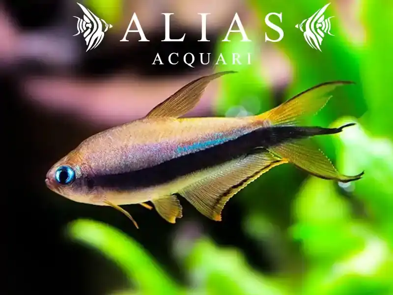 Nematobrycon palmeri