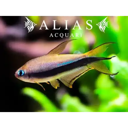 Nematobrycon palmeri