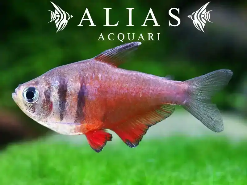 Hyphessobrycon Flammeus