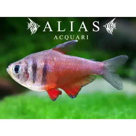 Hyphessobrycon Flammeus