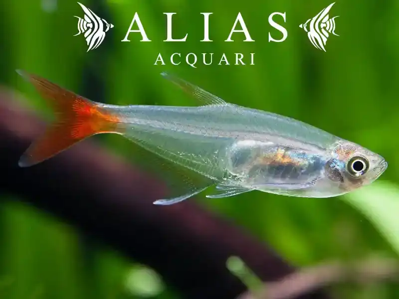 Prionobrama filigera