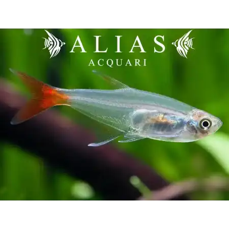 Prionobrama filigera