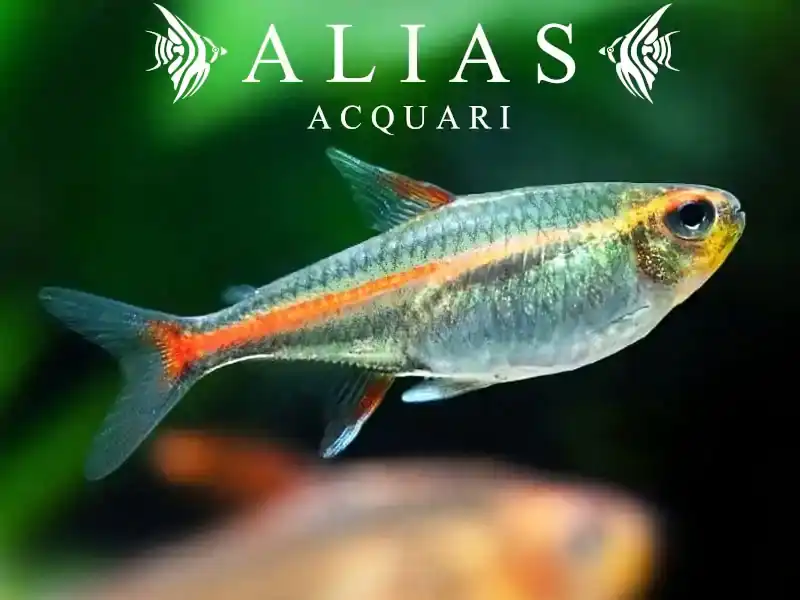 Hemigrammus Erythrozonus