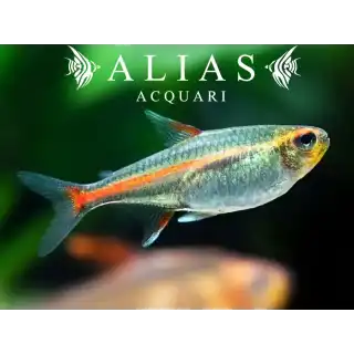 Hemigrammus Erythrozonus