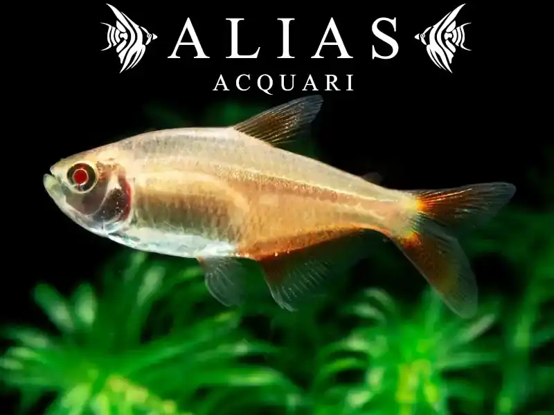 Hemigrammus Caudovittatus gold